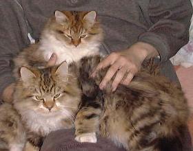 �j�{�V���񁕃V���X�����